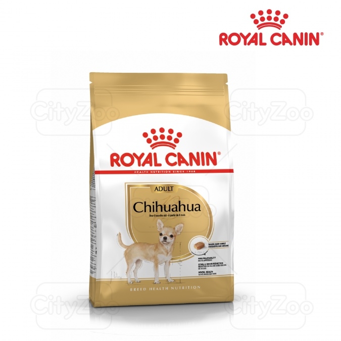 Chihuahua Adult