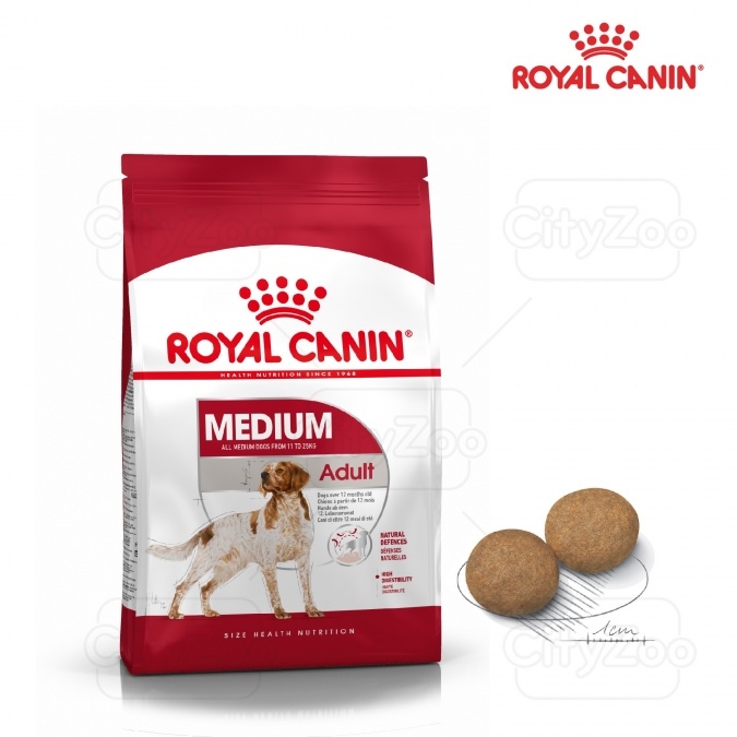 Dog Medium Adult